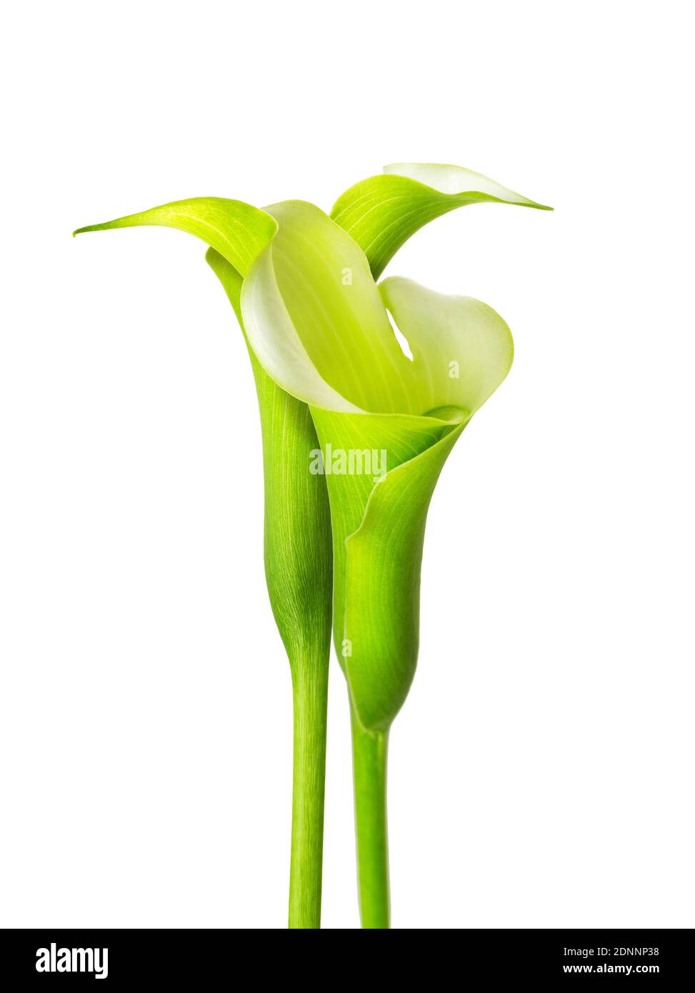 Berühmte schöne Calla Lilie Blume feine Kunst der natürlichen zeitgenössischen Design einfach und Luxus isoliert auf weiß gut für zu Hause Dekoration Stockfoto