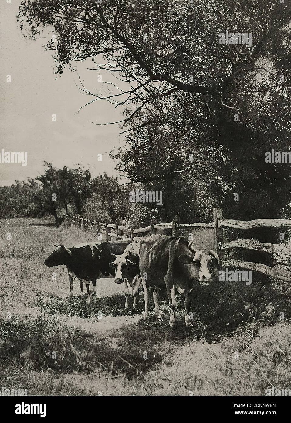 Rudolf Eickemeyer, im Schatten, Papier, Heliogravure, Bildgröße: Höhe: 15.8 cm; Breite: 11.7 cm, eingeschrieben, in schwarzer Tinte: R. Eickemeyer jr, 93 R. im Schatten, künstlerische Fotografie, Landschaftsfotografie, Kuh, Weide, Landschaften (gemäßigte Zone), Viehzucht, Viehzucht, veröffentlicht in der Zeitschrift Photographische Rundschau, 1893 Stockfoto