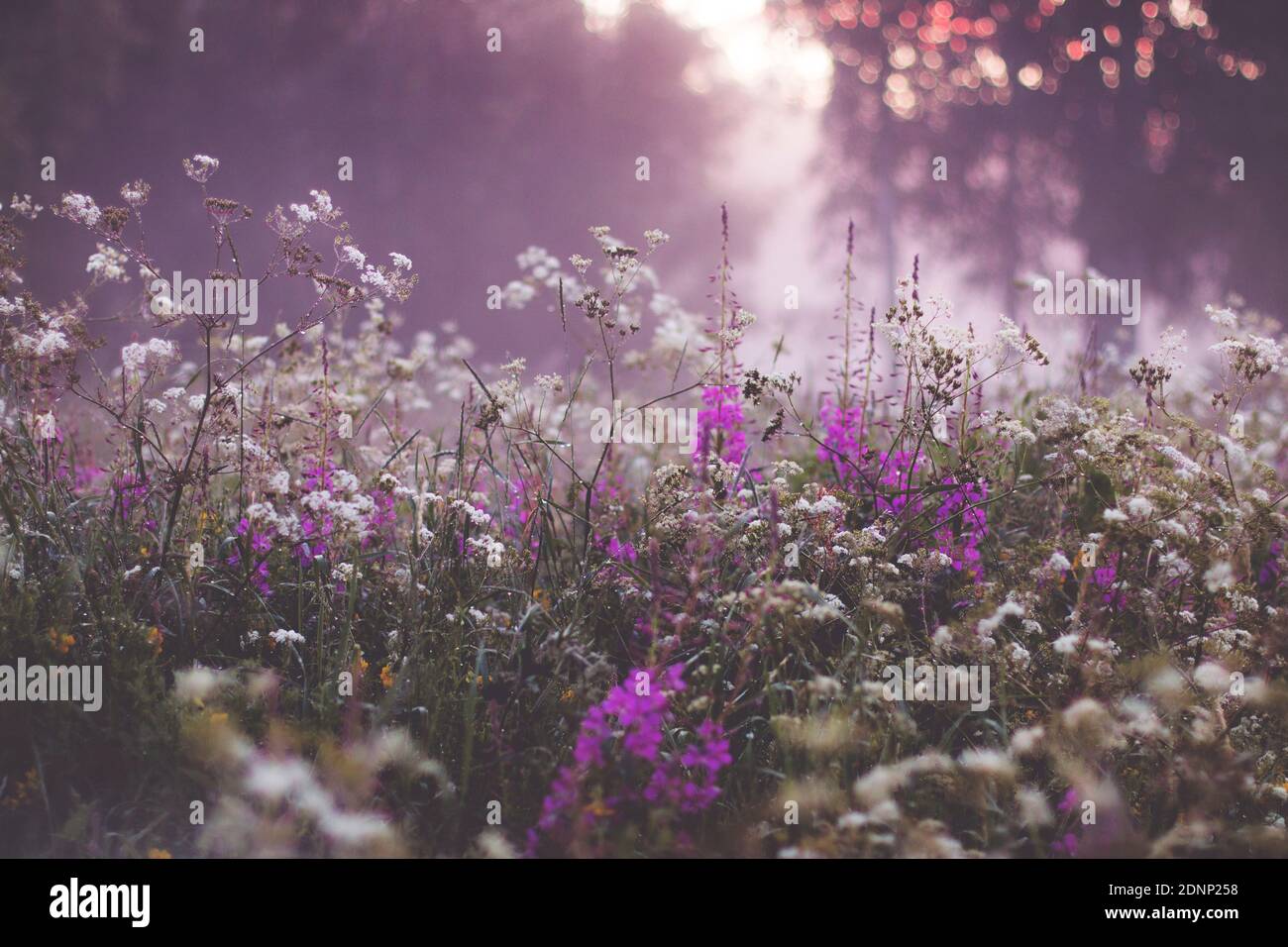 Blick auf blühende Wildblumen Stockfoto