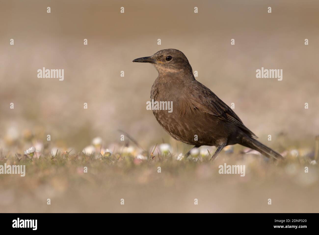 Tussockbird, Bleaker Island, Falkland, Januar 2018 Stockfoto