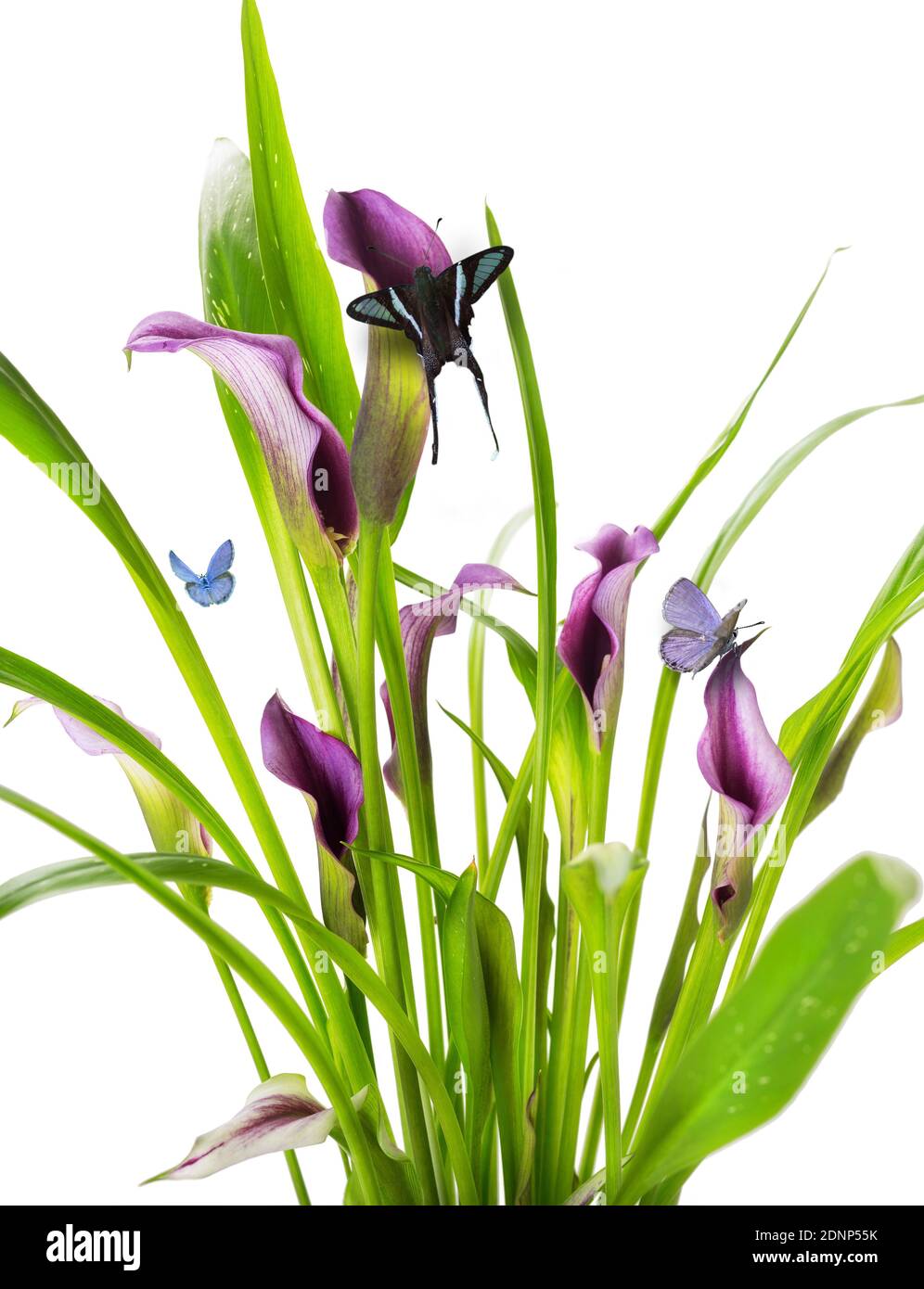 Schöne Klumpen von Calla Lily lila und rosa Blüten mit Gruppe blaue Schmetterling Flügel lebendige natürliche zeitgenössische Design isoliert auf Weißer Hintergrund Stockfoto