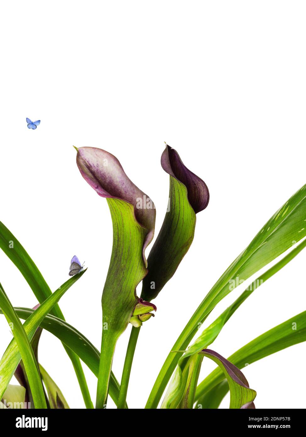 Schöne Klumpen von Calla Lily lila und rosa Blüten mit Gruppe blaue Schmetterling Flügel lebendige natürliche zeitgenössische Design isoliert auf Weißer Hintergrund Stockfoto
