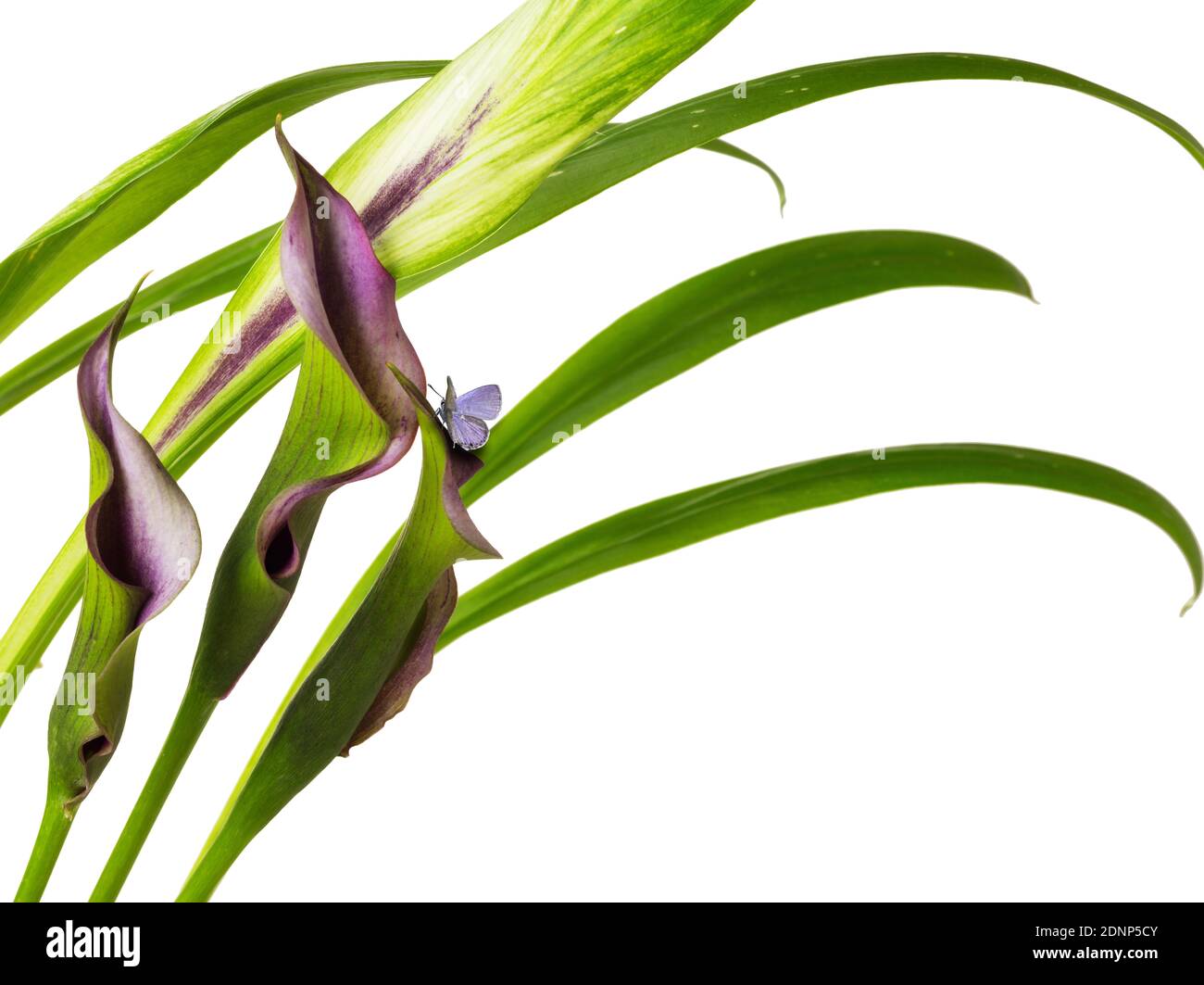 Schöne Klumpen von Calla Lily lila und rosa Blüten mit Gruppe blaue Schmetterling Flügel lebendige natürliche zeitgenössische Design isoliert auf Weißer Hintergrund Stockfoto