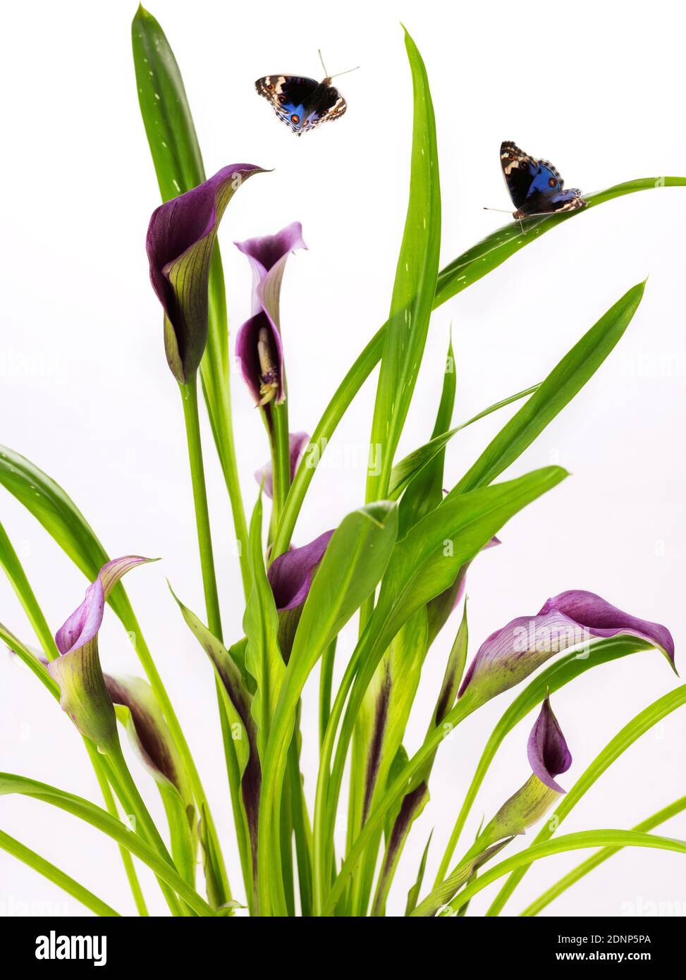 Schöne Klumpen von Calla Lily lila und rosa Blüten mit Gruppe blaue Schmetterling Flügel lebendige natürliche zeitgenössische Design isoliert auf Weißer Hintergrund Stockfoto