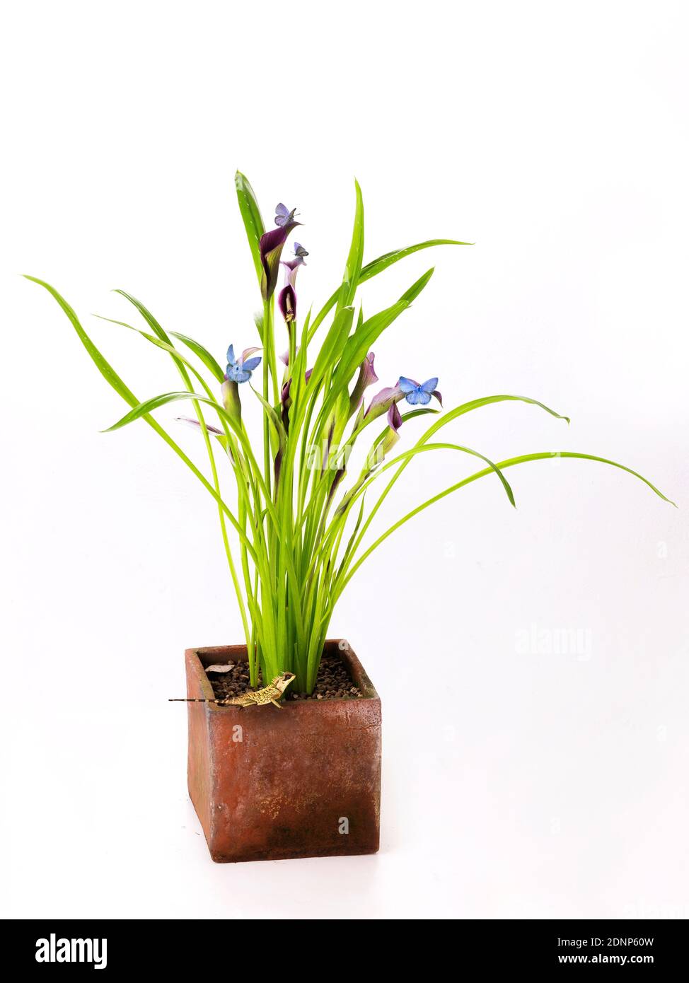 Schöne Klumpen von Calla Lily lila und rosa Blüten mit Gruppe blaue Schmetterling Flügel lebendige natürliche zeitgenössische Design isoliert auf Weißer Hintergrund Stockfoto
