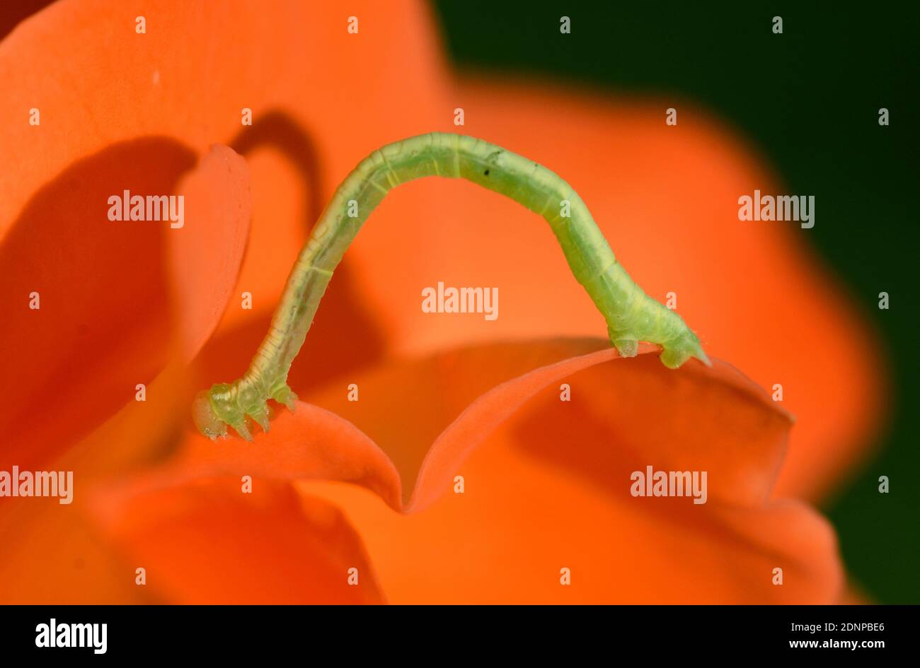 Geometrid Caterpillar, Inchworm, Lopper oder Spanworm, die Caterpillar eines Geometer Moth, die sich durch ihre durchschleifende Gangart oder Bewegung auszeichnen Stockfoto