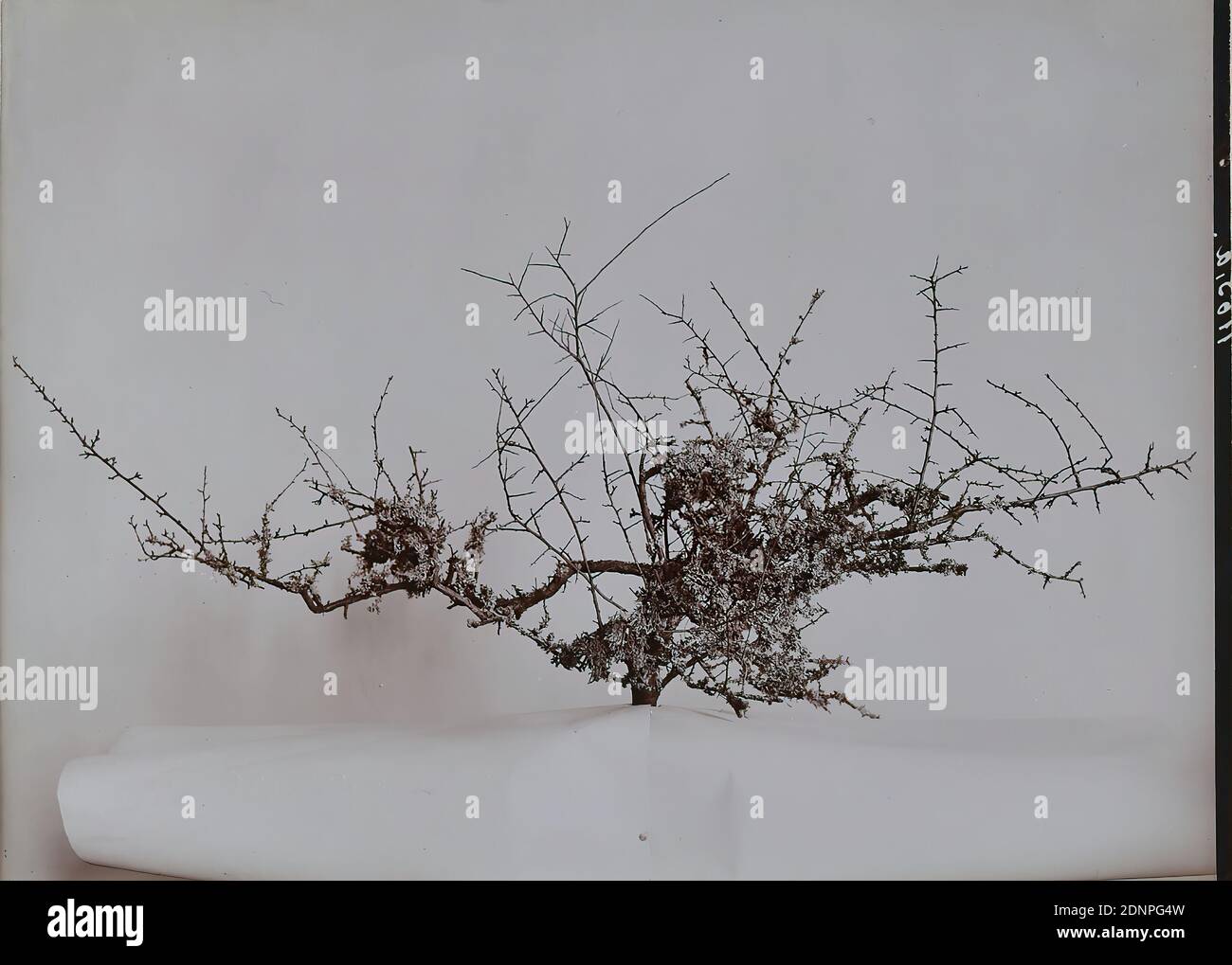 Wilhelm Weimar, Schleedorn überwuchert mit Flechten, Albumin-Papier, schwarz-weiß-positiv, Bildgröße: Höhe: 16,80 cm; Breite: 23,40 cm, signiert und datiert: recto u.: Wilhelm Weimar Hamburg 1903, in Führung: 1165a W. Weimar 4, Naturfotografie, Pflanzen, Vegetation Stockfoto