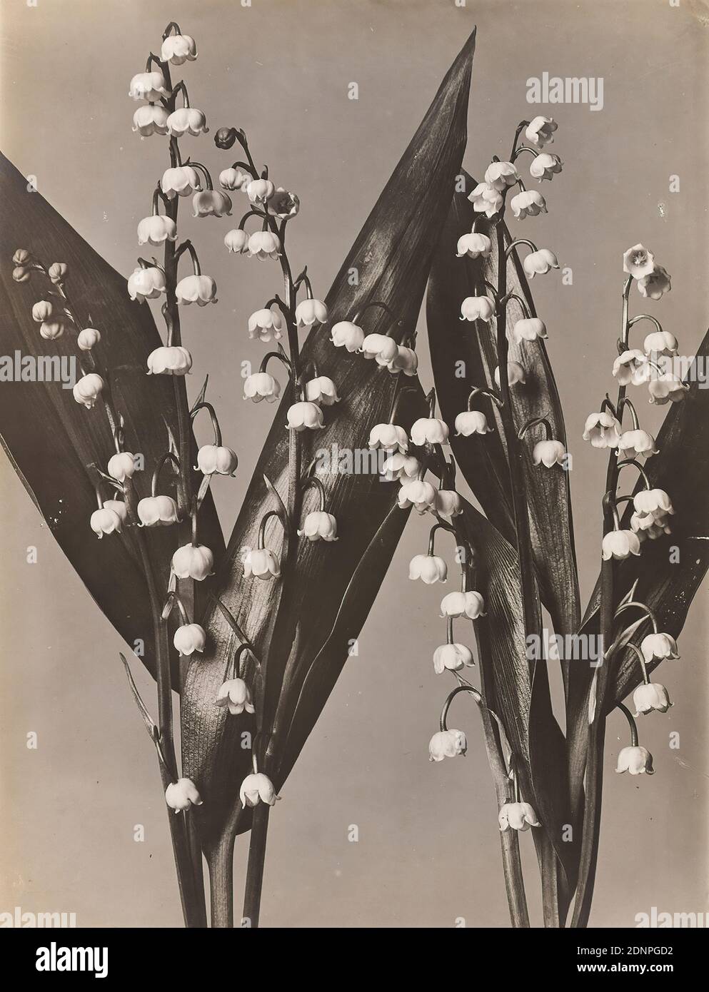 Wilhelm Weimar, Maiglöckchen, Silbergelatinepapier, schwarz-weiß-positiv, Bildgröße: Höhe: 23,40 cm; Breite: 17,30 cm, Fotografie, Naturfotografie, Blumen Stockfoto
