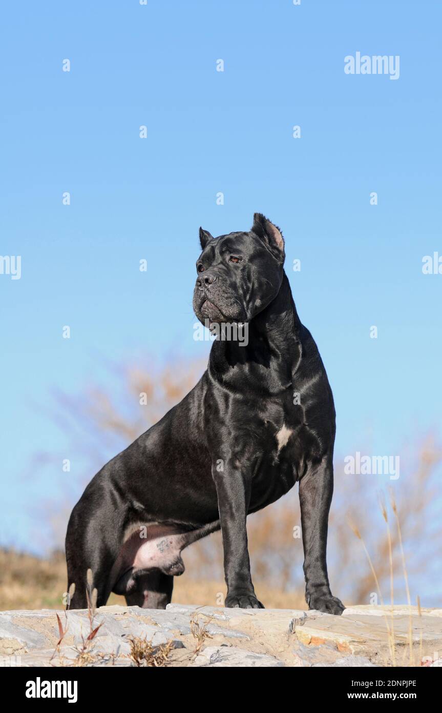 Blauer Cane Corso Stockfotos Und Bilder Kaufen Alamy