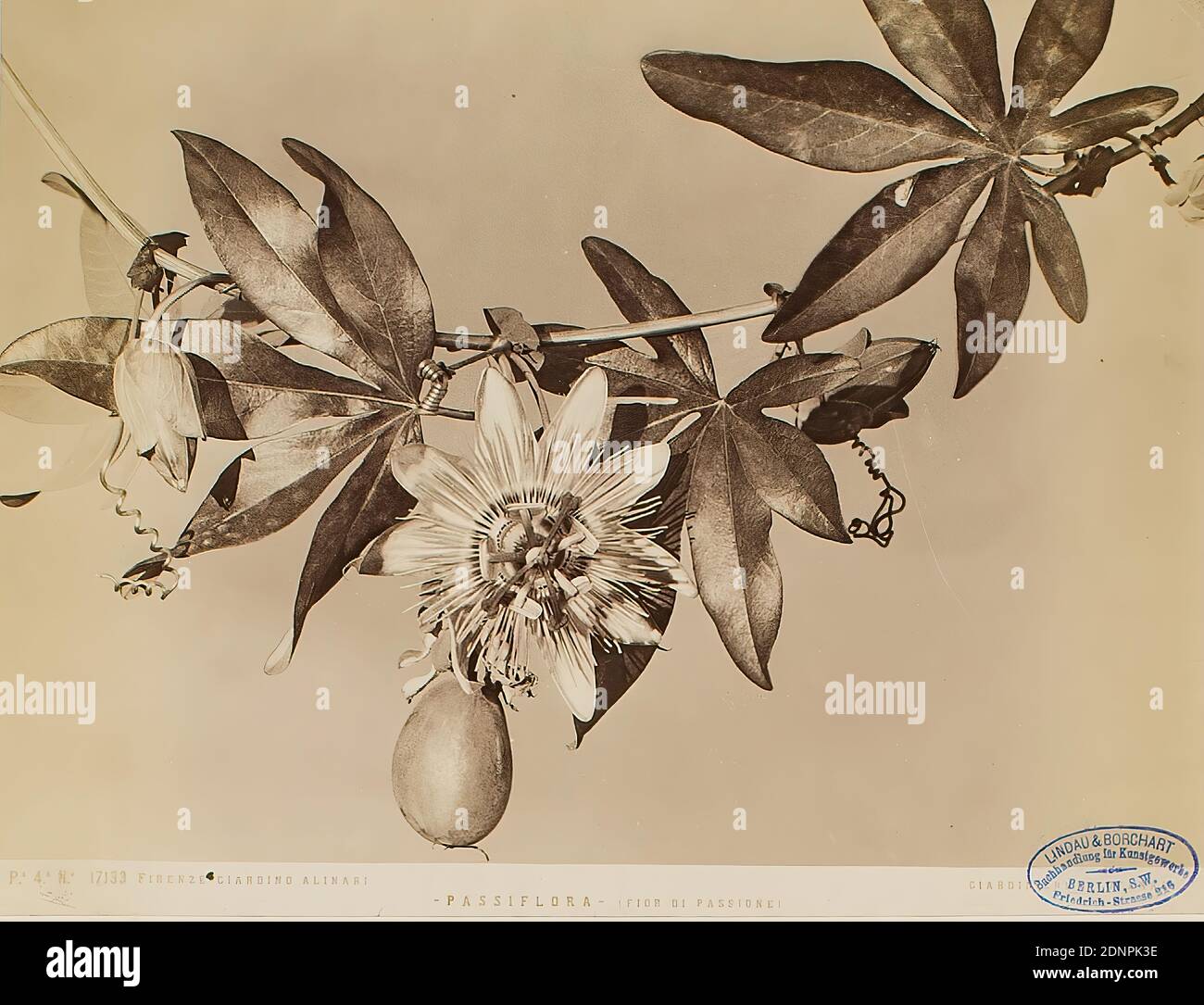 Passionsblume (Passiflora) mit Passionsfrucht, Giardino Alinari, Florenz, Albumin-Papier, schwarz-weiß positive Prozess, Bildgröße: Höhe: 19,30 cm; Breite: 24,60 cm, FIRENZE - GIARDINO ALINARI - PASSIFLORA - (Flor DI PASSIONE), r, GIARDIN. Rechto und rechts auf der Bildmarke: Lindau & Borchart - Buchhandlung für Kunstgewerbe, Berlin S.W, Friedrich-Strasse 216, Fotografie, Blumen, Früchte Stockfoto