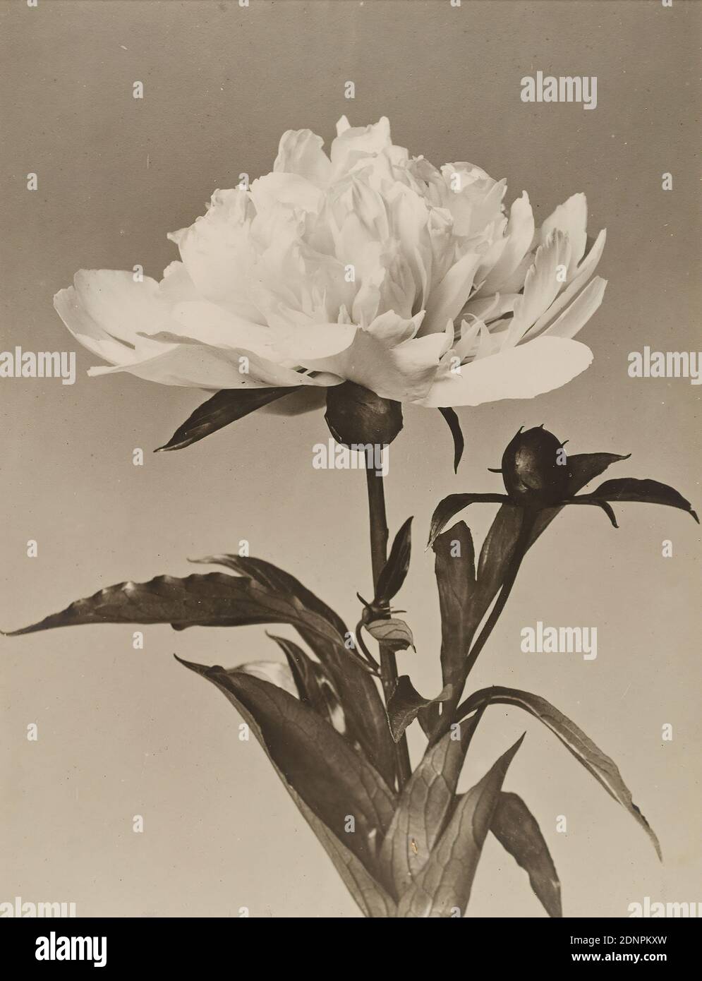 Wilhelm Weimar, Pfingstrose, Silbergelatinepapier, schwarz-weiß-positiv, Bildgröße: Höhe: 21,80 cm; Breite: 17,00 cm, unsigniert, Naturfotografie, Blumen Stockfoto