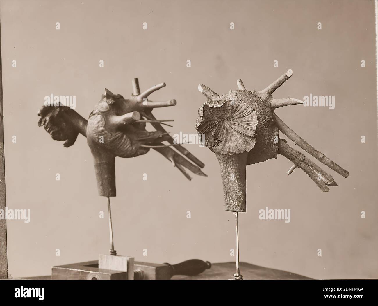 Wilhelm Weimar, Loranthus Sabedeckii engl. Mit Zitrus, Silbergelatinepapier, schwarz-weiß-positiv, Bildgröße: Höhe: 12,50 cm; Breite: 16,90 cm, in Blei: Loranthus Sabedeckii engl. Mit Zitrusfrüchten und: Deutsch-Ostafrika, G. Dr. Stuhlmann, Fotografie, Bäume, Sträucher Stockfoto