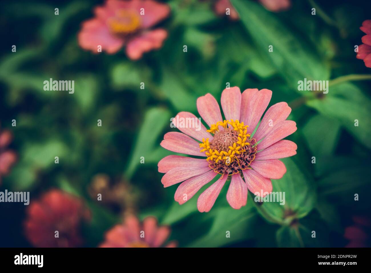 Nahaufnahme von rosa Blume Stockfoto