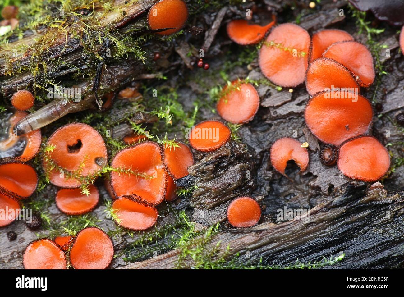 Scutellinia scutellata, bekannt als die Wimpernschale, die Molly Augenzwinker, die Scharlach Elf Kappe, die Wimpernpilz oder die Wimpernpixie Tasse, wilder Mushroo Stockfoto
