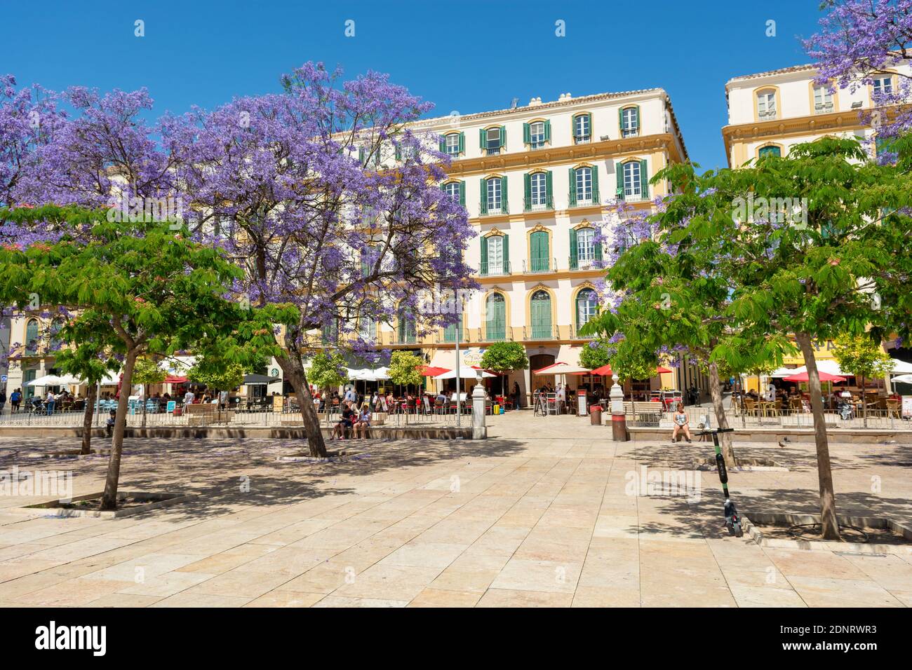 Lila Blüten von Jacaranda-bäume, die Plaza de la Merced, Malaga, Andalusien, Spanien Stockfoto