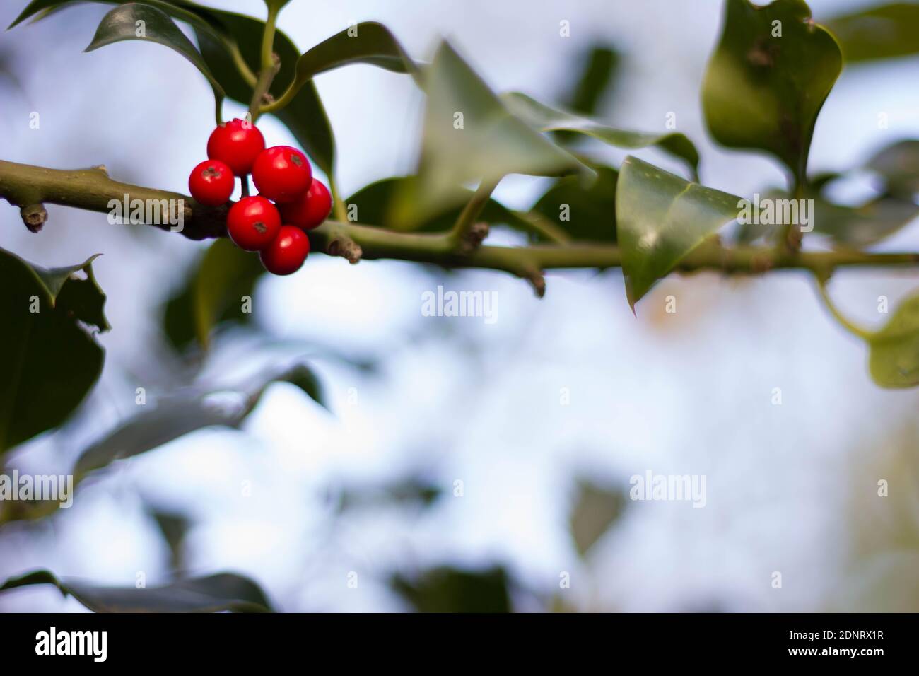 Rote Beeren auf gemeiner Stechpalme Stockfoto