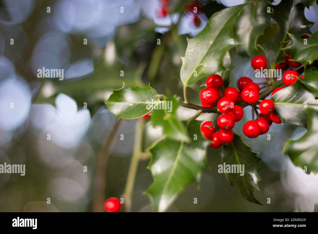 Englisch Holly (Ilex aquifolium) mit roten Beeren Stockfoto