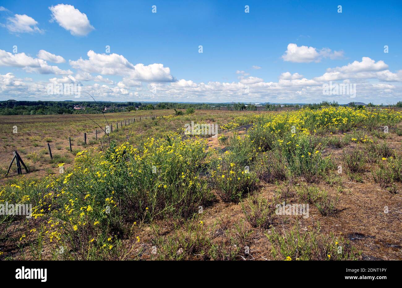 Libercourt (Nordfrankreich): Überblick über den Abfallhaufen „Terril 115“. Diese Bergbauregion Nord-Pas-de-Calais ist als UNESCO World Herita registriert Stockfoto