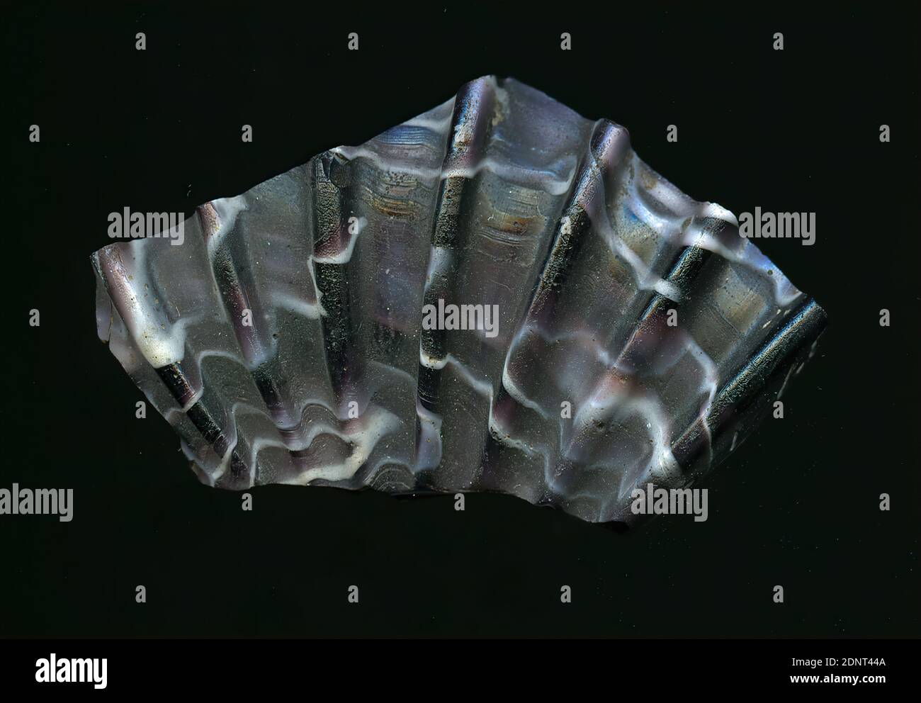 Fragment einer gerippten Schale, Glas, gepresst, in Form geblasen, Glas, Gesamt: Höhe: 3.7 cm; Breite: 6.3 cm; Tiefe: 0.6 cm (min ), Trink- und Barware, Grabbeigaben, frühkaiserliche Zeit, römische Antike, EINE leichte Krümmung des Glasfragmentes und die sieben erhaltenen Rippen ermöglichen die Zuordnung zu einer gerippten Schale. Das dunkelviolette bis violette Stück wird von weißen, unregelmäßigen Linien durchzogen. Spiralen sind auf der Innenseite zu sehen. Für die Herstellung wurden verschiedenfarbige Gläser zu Rohren und Stäben geformt. Diese wurden zusammengedrückt und erhitzt, was zu einer langen Stange führte. Stockfoto