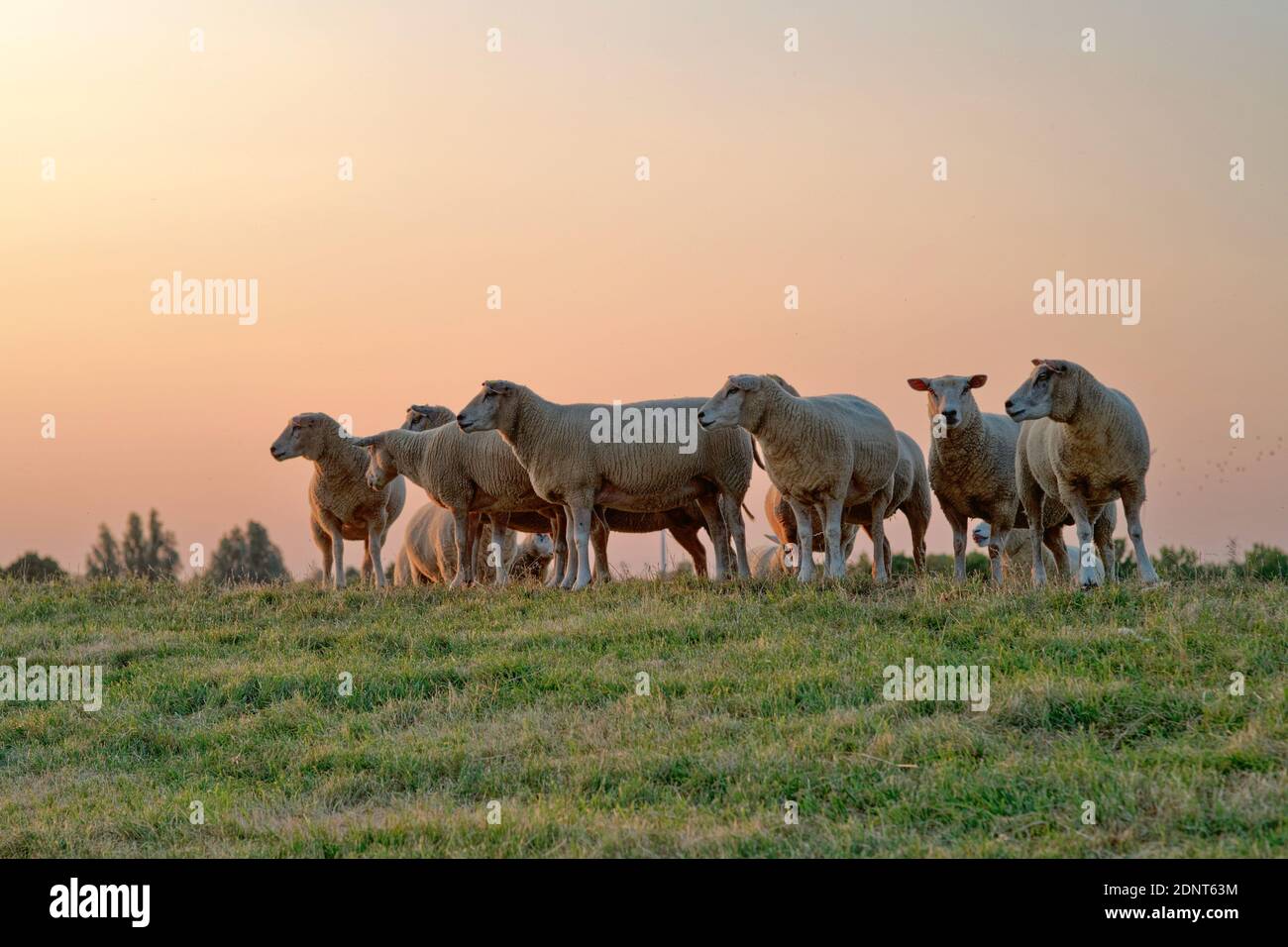 Schafschar, der bei Sonnenuntergang auf einem Feld steht, Ostfriesland, Niedersachsen, Deutschland Stockfoto