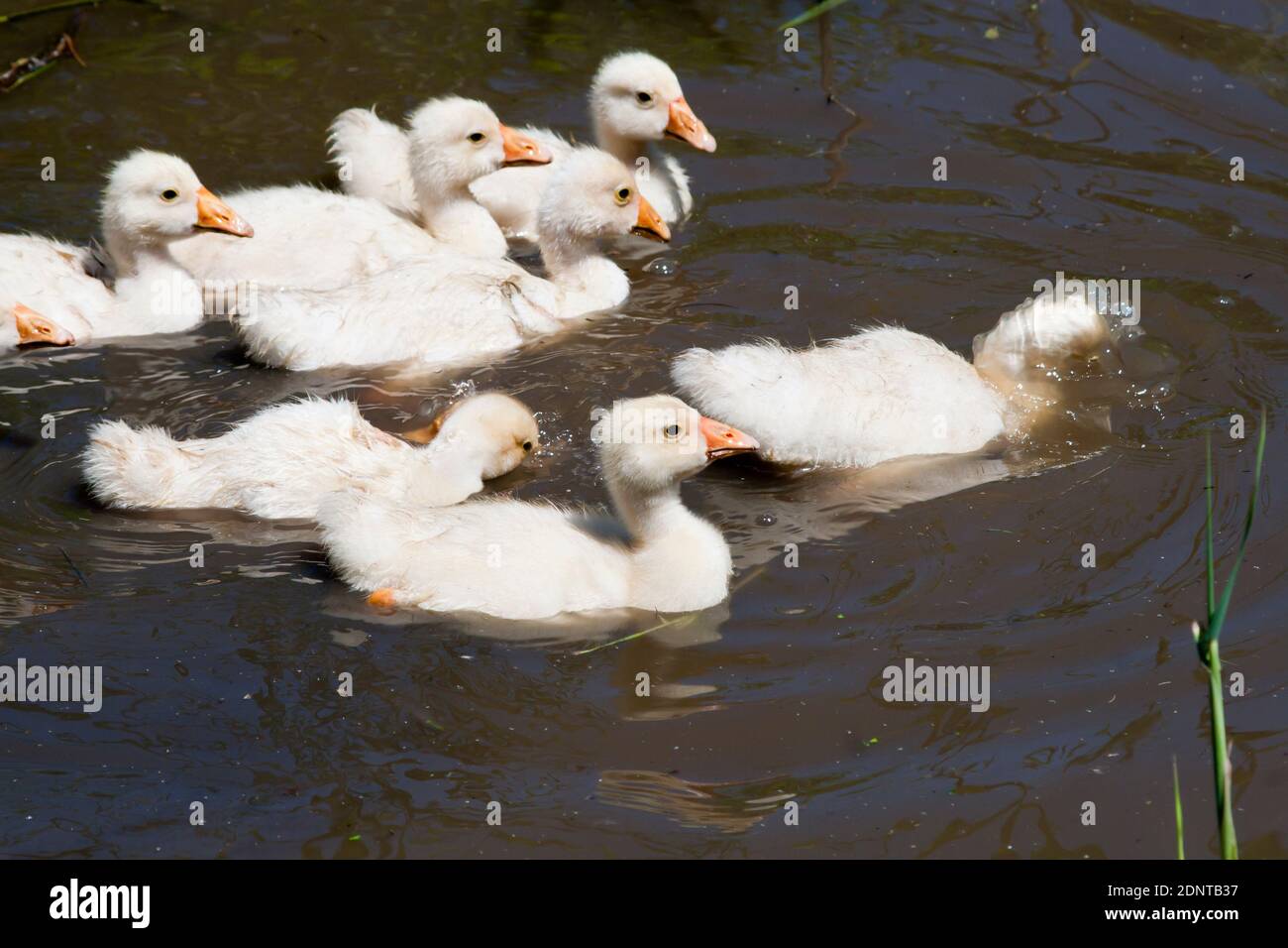 Entenküken baden im see Fotos und Bildmaterial in hoher Auflösung Alamy