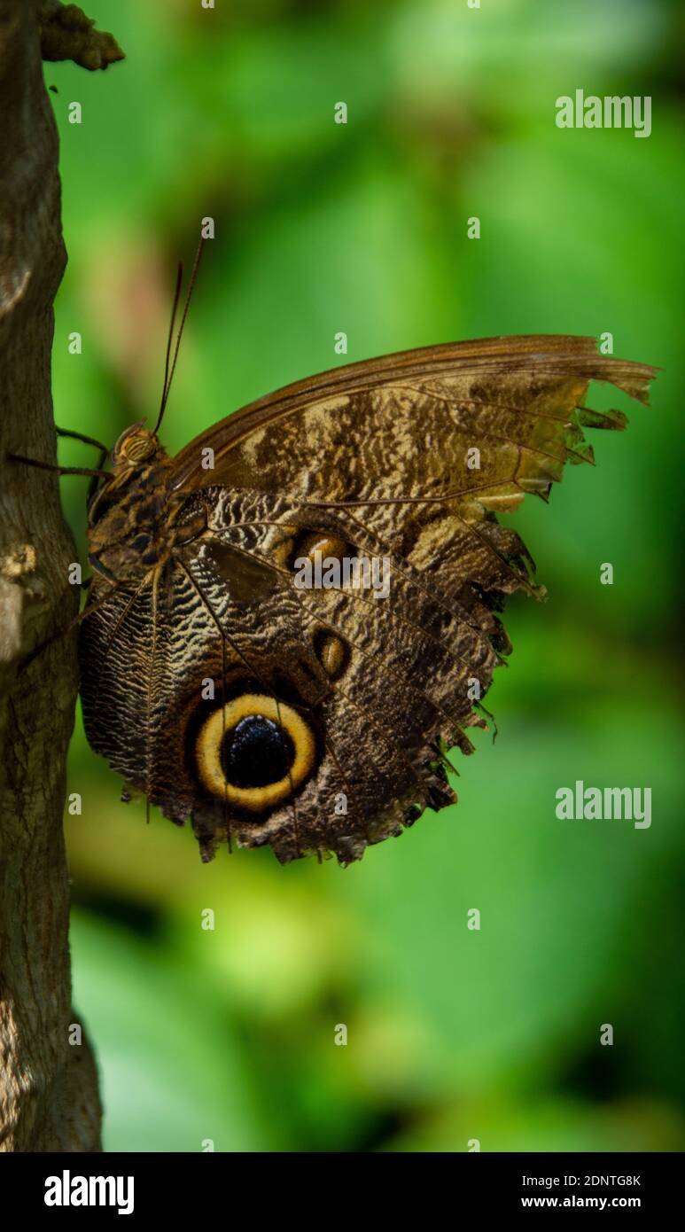 Robuste Schmetterlingsflügel Stockfoto