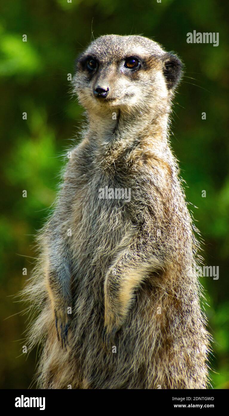 Grauhaarige Meercat Stockfoto