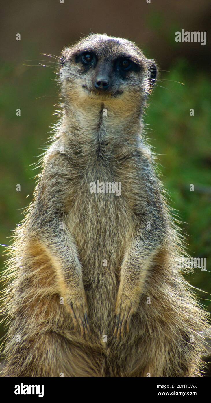 Grinsend Meercat Stockfoto