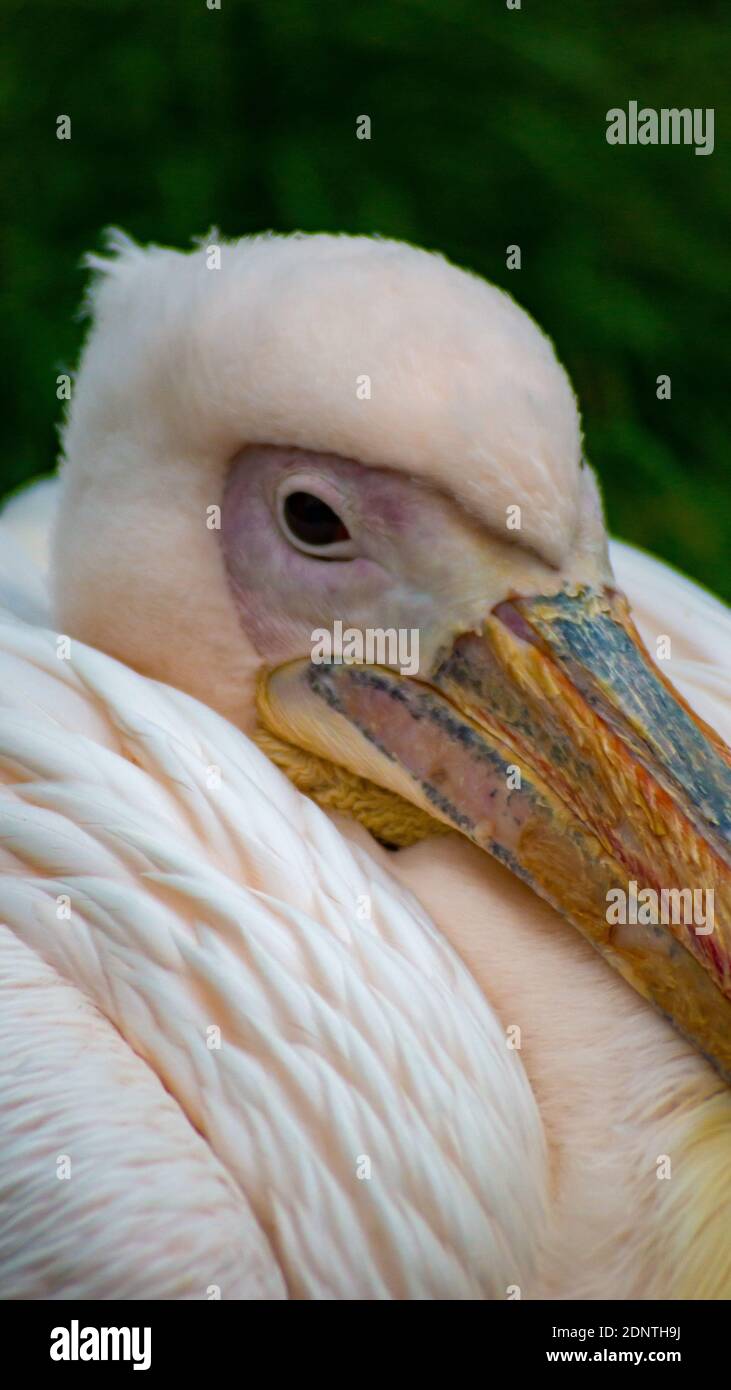 Grinsender Storch Stockfoto