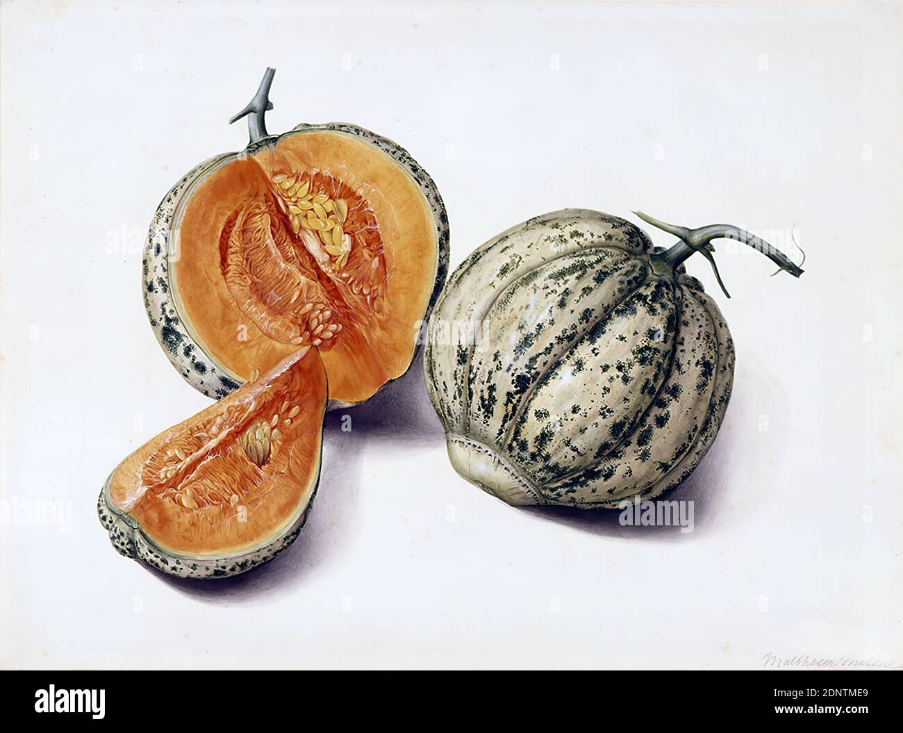 Johann knapp, Maltesische Melone, Aquarell, Gesamt: Höhe: 36.00 cm; Breite: 48.00 cm, botanische Zeichnungen, Stillleben von Blumen und Früchten, Früchten, Früchten, Früchten, Johann knapp war am Wiener Hof angestellt und zeichnete im Auftrag von Erzherzog Johann von Österreich (1782-1859) die Früchte und Blüten des Botanischen Gartens im Schloss Schönbrunn. Dazu gehörten sowohl einheimische alpine Pflanzen als auch importierte exotische Pflanzen, die von Exkursionen österreichischer Forscher mitgebracht wurden. Mit großer Präzision porträtierte knapp beispielsweise über 100 Apfelsorten, fast 30 Kürbisarten oder auch 73 verschiedene Trauben. Stockfoto