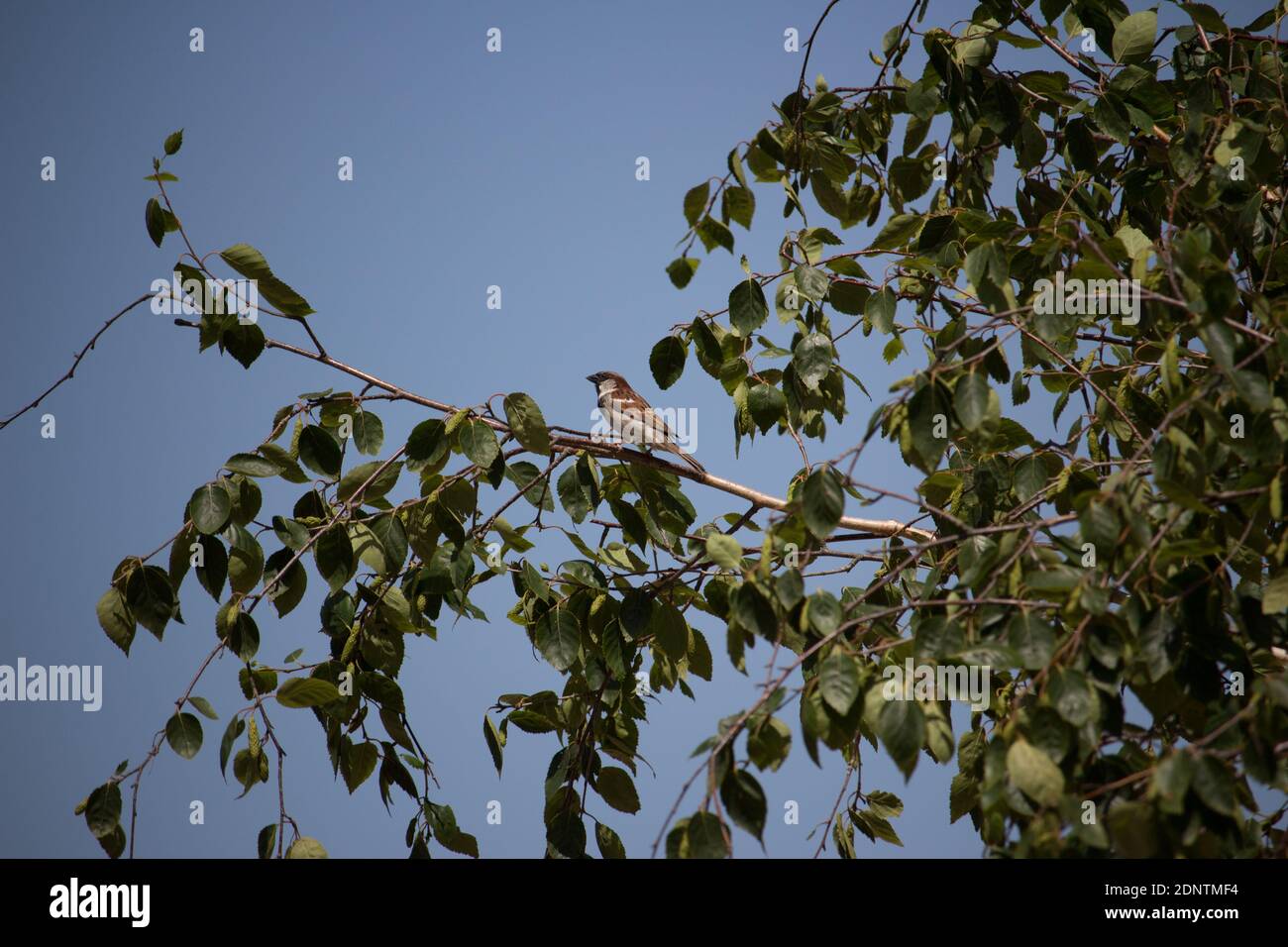 Sperling singt auf einem Baum. Der Vogel singt. Spatz auf Europa. Das Bild wurde am Morgen an der deutschen Küste aufgenommen. Der Sperling flog. Stockfoto