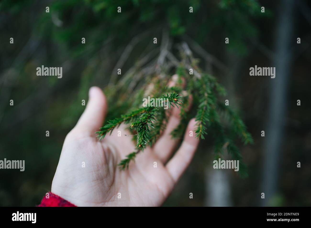 Nahaufnahme einer Person, die im Wald steht und einen Tannenzweig berührt, Russland Stockfoto