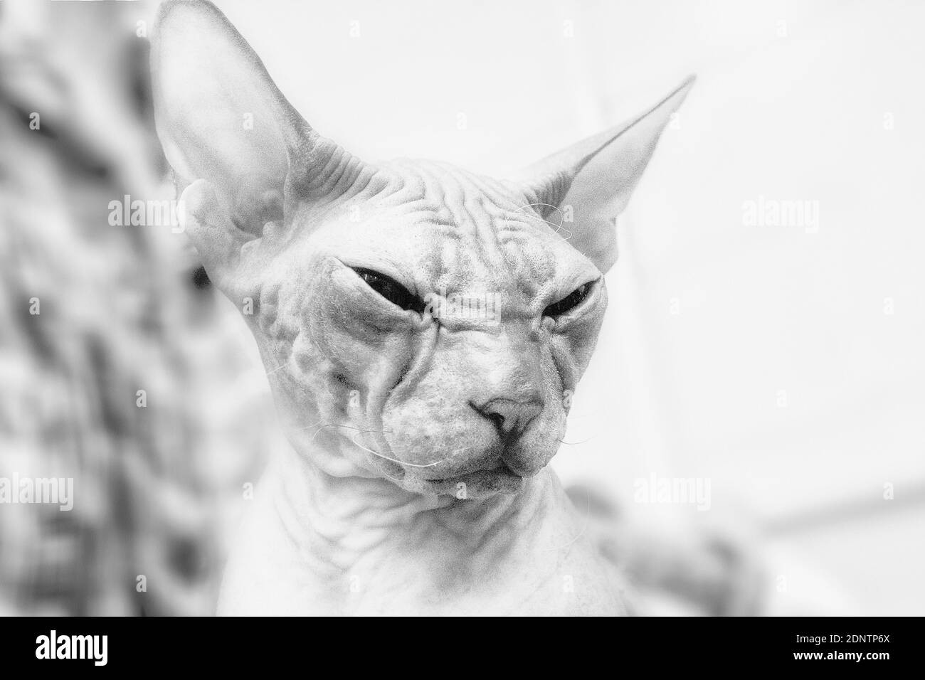 Porträt einer Sphynx cat Stockfoto