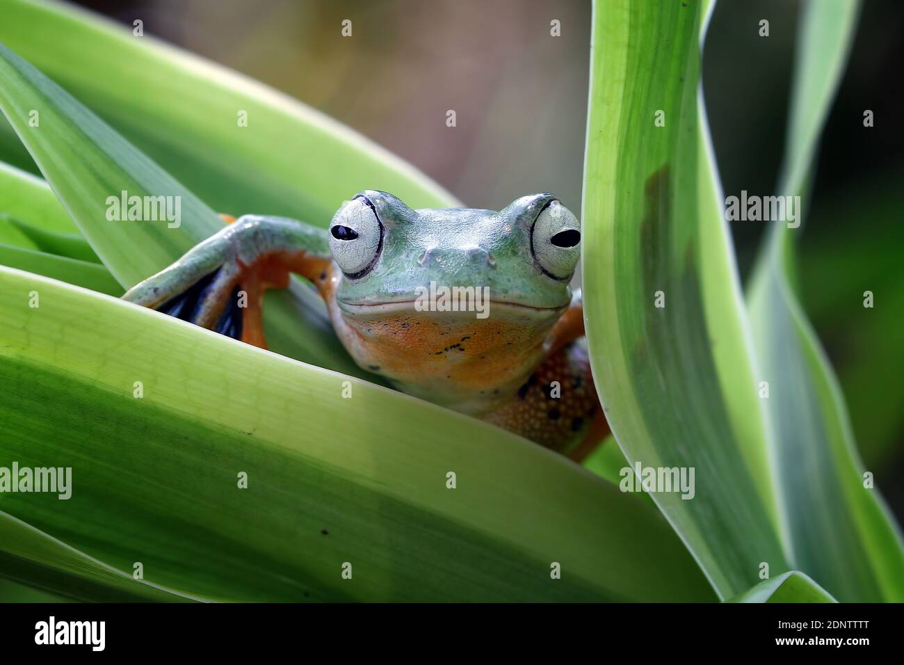 Fliegender Frosch auf grünen Blättern sitzend, schöner Baumfrosch auf grünen Blättern, rachophorus reinwardtii Stockfoto