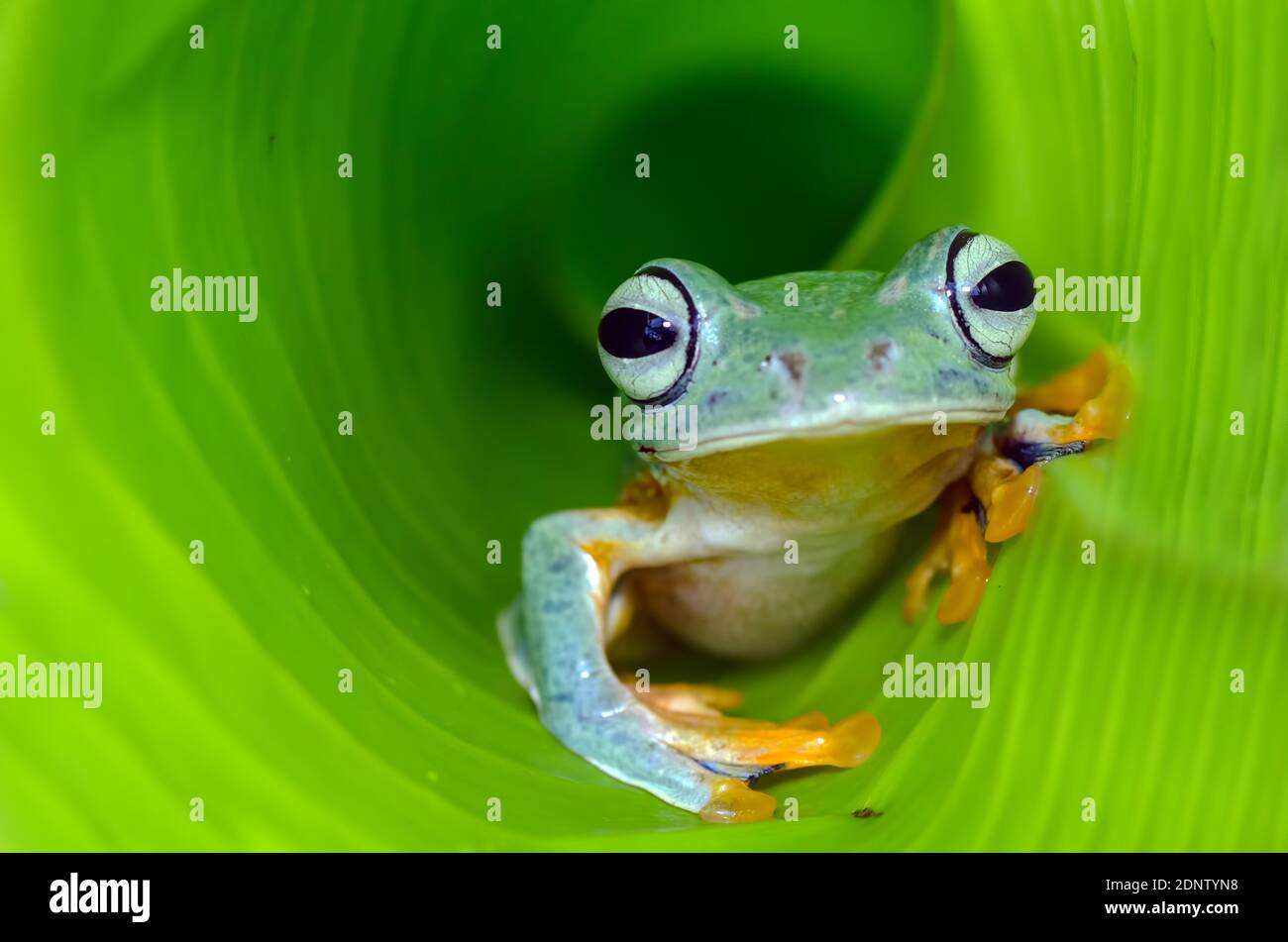 Nahaufnahme eines Frosches auf einem Blatt, Indonesien Stockfoto