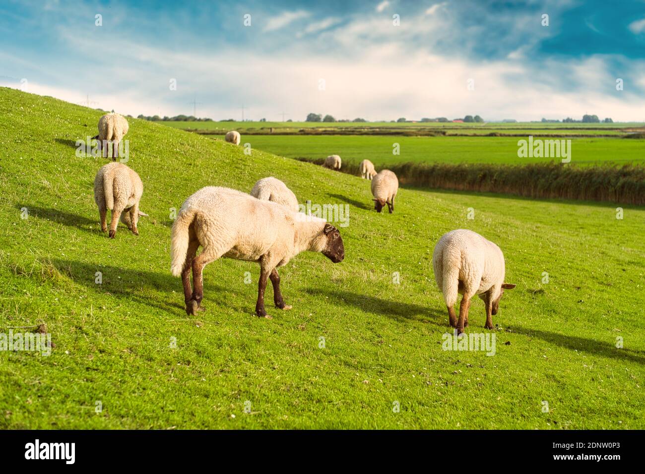 Schafsschar auf einem Deich am Fluss Ems, Ostfriesland, Niedersachsen, Deutschland Stockfoto
