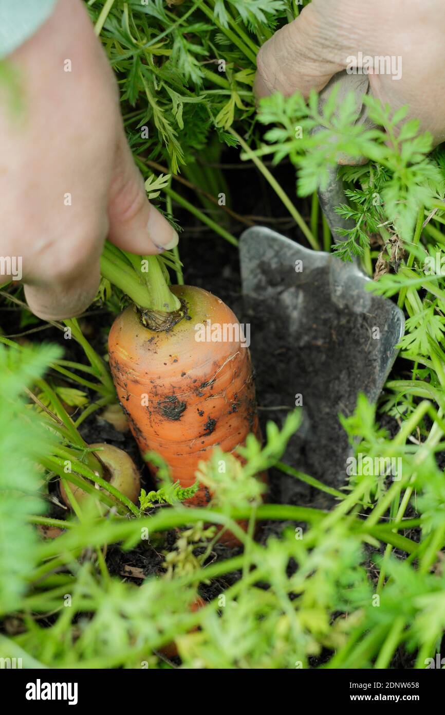 Daucus carota 'Herbstkönig'. Erntebehälter gezüchtet Herbst König Karotten von Hand in einem Garten Gemüsegarten Grundstück. VEREINIGTES KÖNIGREICH Stockfoto