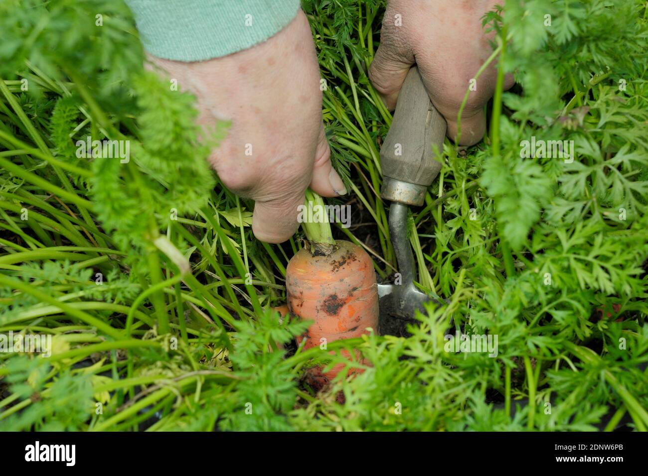 Daucus carota 'Herbstkönig'. Erntebehälter gezüchtet Herbst König Karotten von Hand in einem Garten Gemüsegarten Grundstück. VEREINIGTES KÖNIGREICH Stockfoto