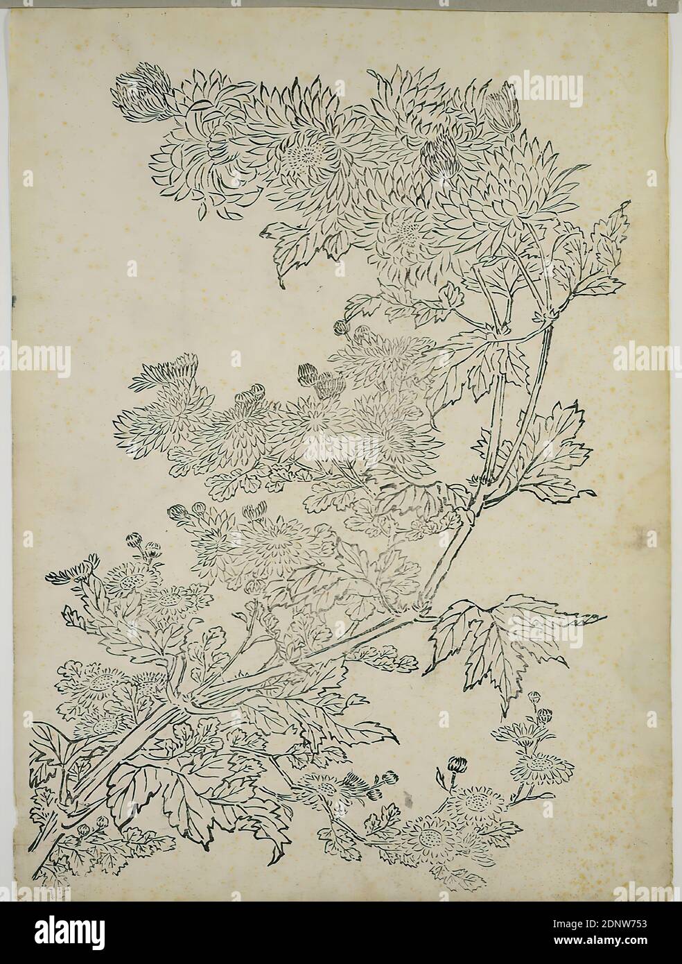 Nakaji Sadatoshi, blühender Chrysantheme Ast, schwarzer Linienschnitt, Gesamt: Höhe: 41,2 cm; Breite: 30,2 cm, unsigniert, Drucke, Drucksachen, Blumen, Edo-Periode Stockfoto