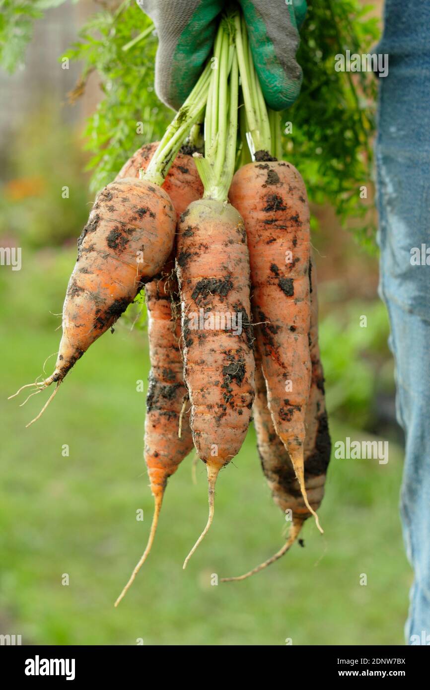 Daucus carota 'Herbstkönig'. Handgehaltene hausgemachte Karotten frisch aus einem Garten Gemüsegarten geerntet (im Bild). Stockfoto