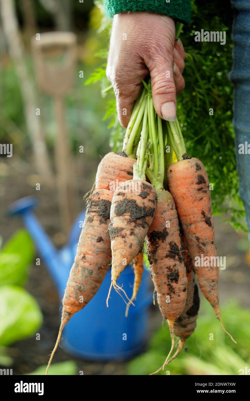 Daucus carota 'Herbstkönig'. Handgehaltene hausgemachte Karotten frisch aus einem Garten Gemüsegarten geerntet (im Bild). Stockfoto