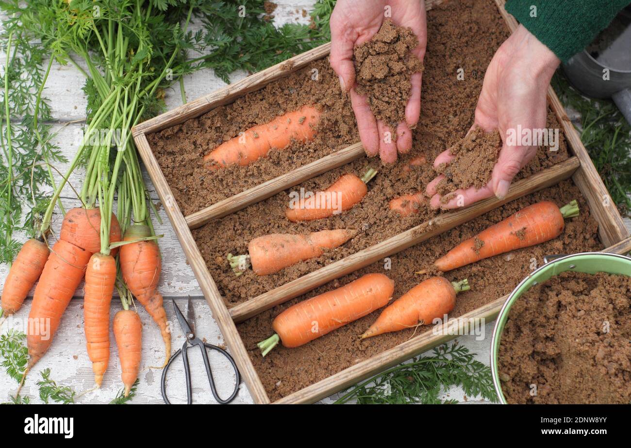 Daucus carota 'Herbstkönig'. Frisch geerntete hausgemachte Karotten in feuchtem Gartensand in einer Holzkiste lagern. VEREINIGTES KÖNIGREICH Stockfoto