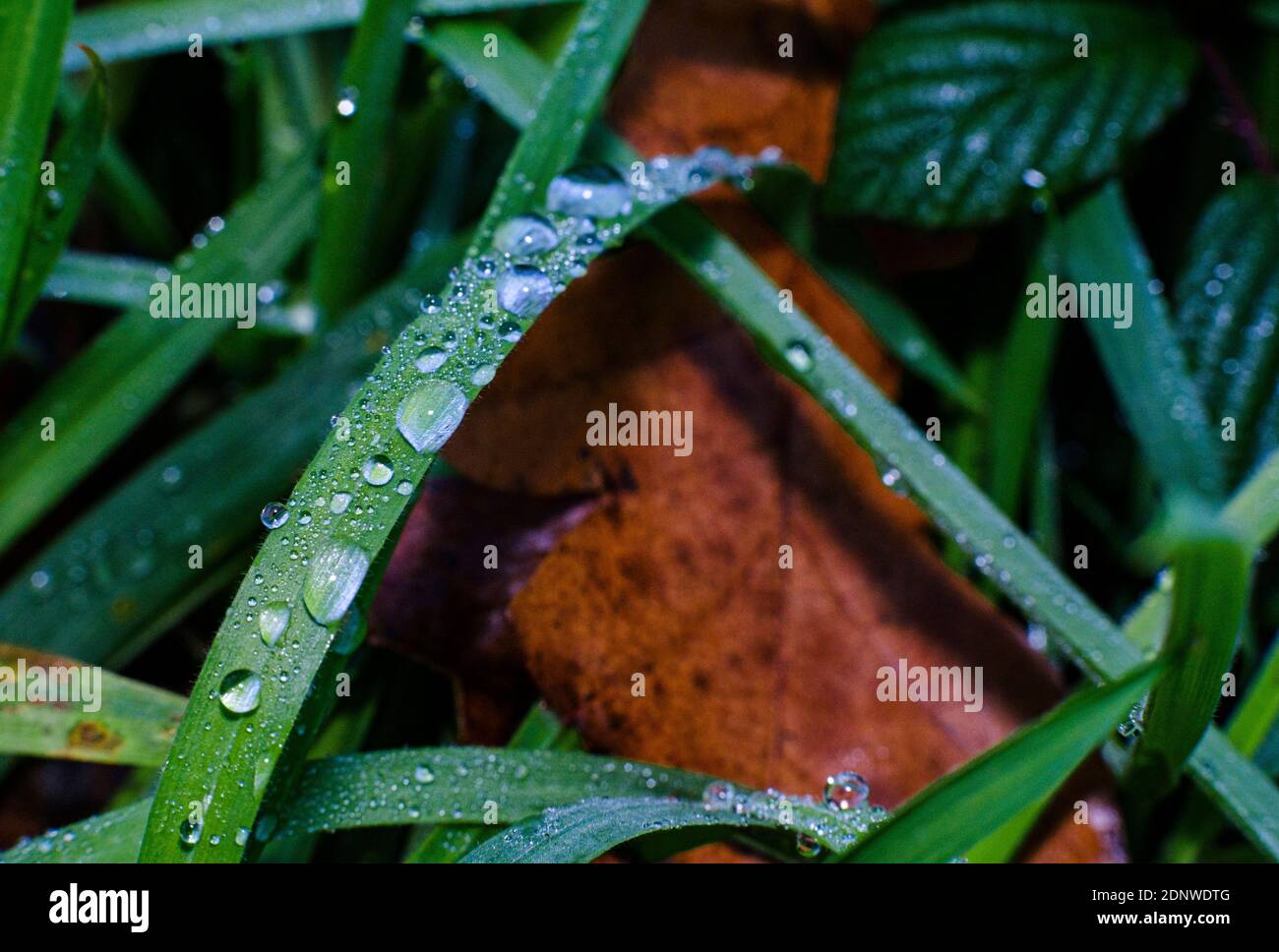 Wassertropfen auf einem Grashalm Stockfoto