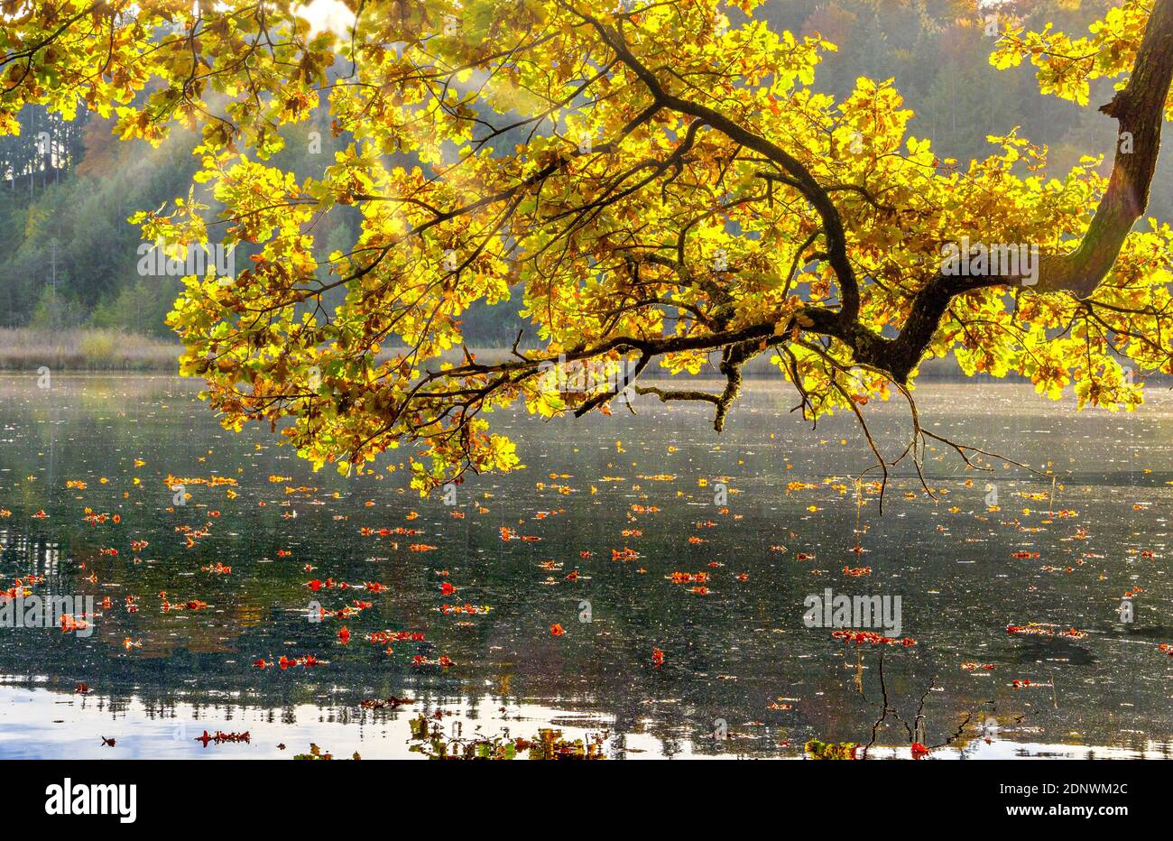 Herbststimmung am Haarsee, bei Weilheim, Pfaffenwinkel, Alpenvorland, Oberbayern, Bayern, Deutschland, Europa Stockfoto