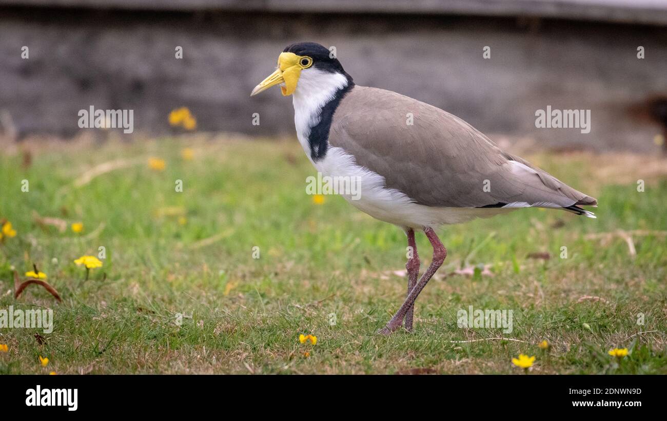 Maskierte Kiebitz (Vanellus Miles) Stockfoto