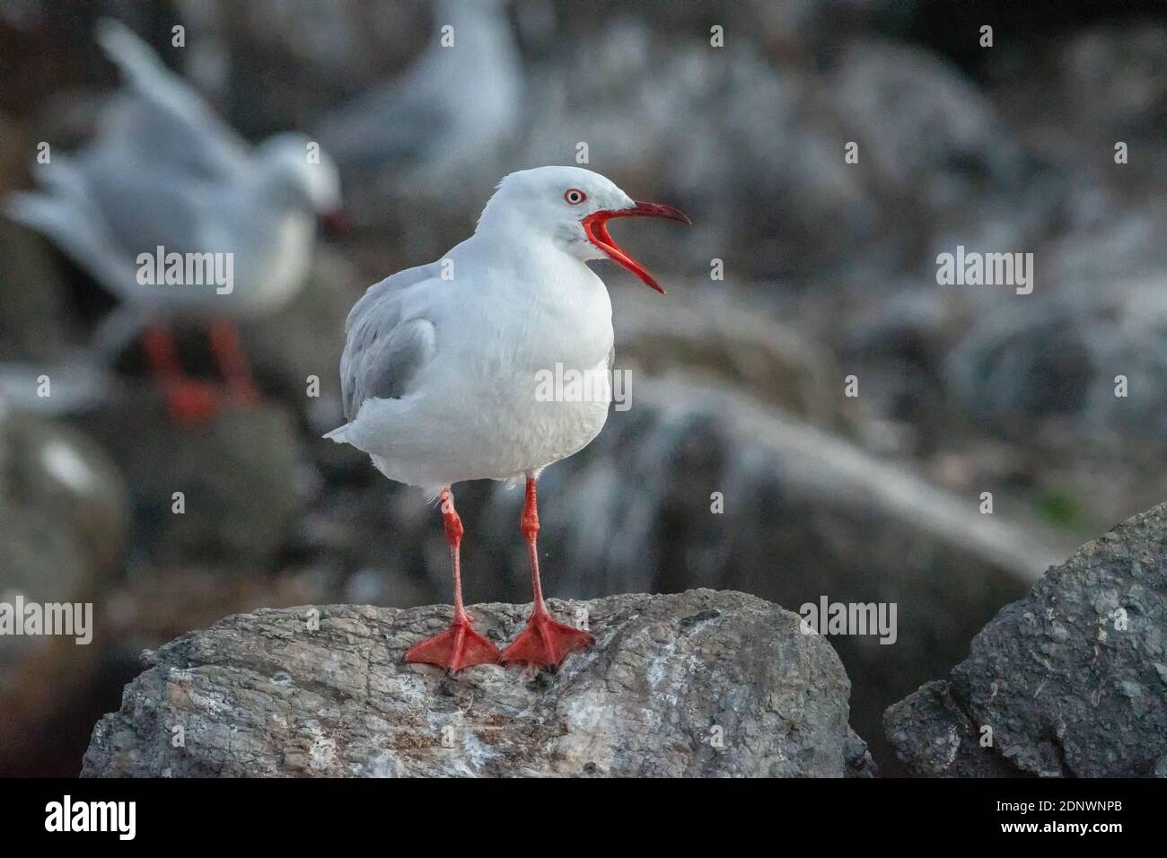 Silbermöwe C(hroicocephalus novaehollandiae) ruft Stockfoto