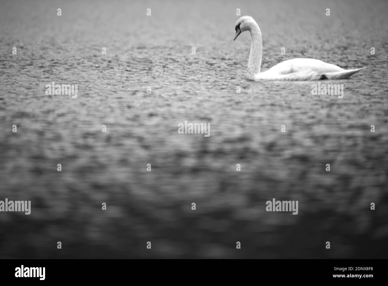 Stummer Schwan, weißer Schwan auf dem Wasser, Cygnus Farbe Stockfoto