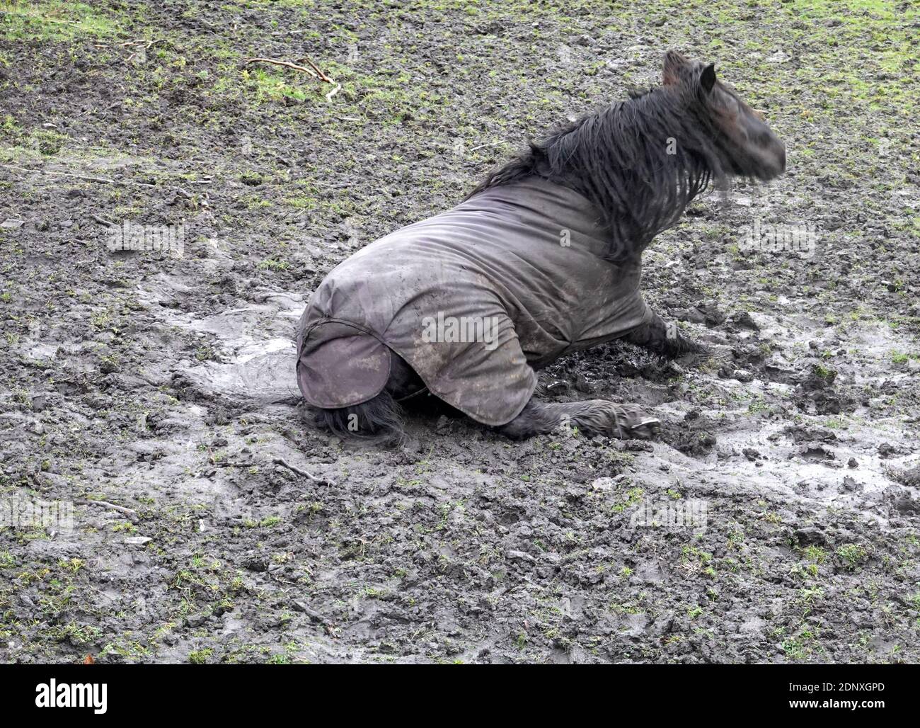 Ein Pferd, das in einem schlammigen Feld rollt Stockfoto