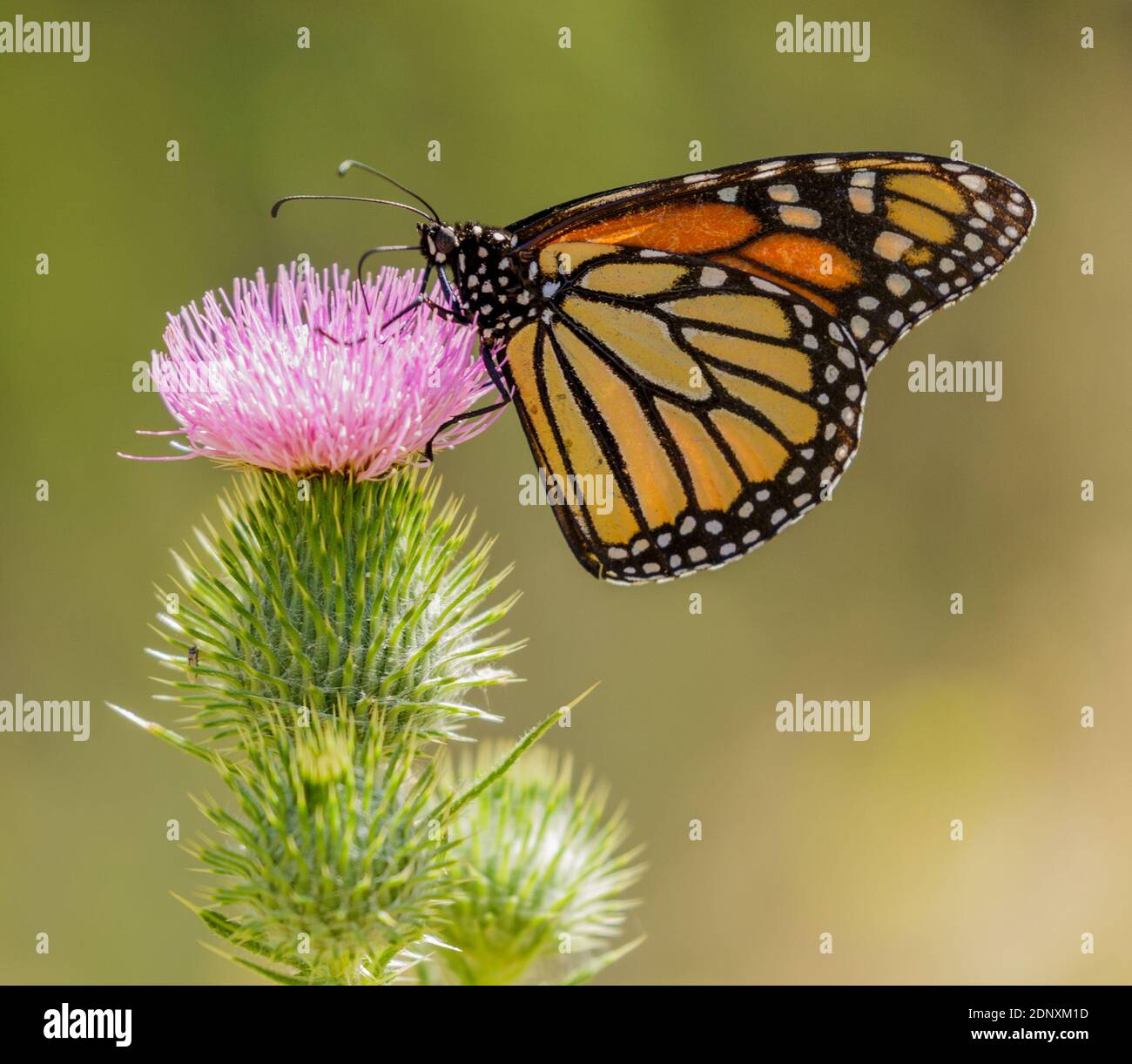 Monarch Schmetterling Fütterung auf gemeinsame Distelblüte Stockfoto