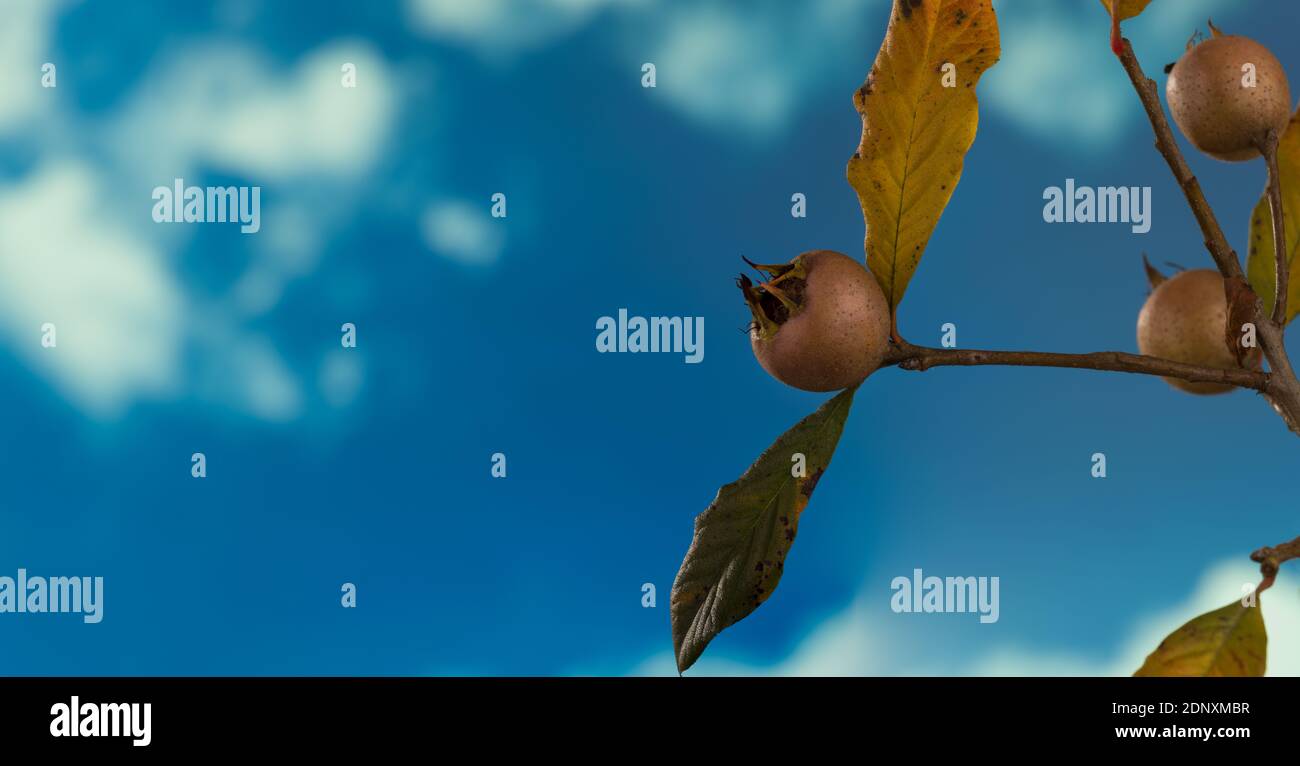 Frische Mispel-Früchte Stockfoto